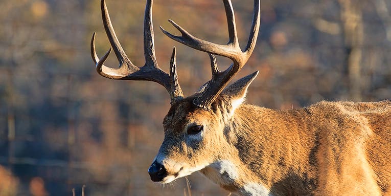 Iowa Hunter Offers $5,000 Reward to Solve Grisly Poaching Case