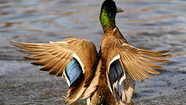 USFWS Survey Finds Total Breeding Duck Numbers Up 8 Percent