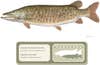 Head to Lac Courte Oreilles, Hayward, Wisconsin for a shot at a record Muskellunge.