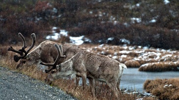 Alaskan Caribou Hunt: The Complete Backcountry Packing Guide