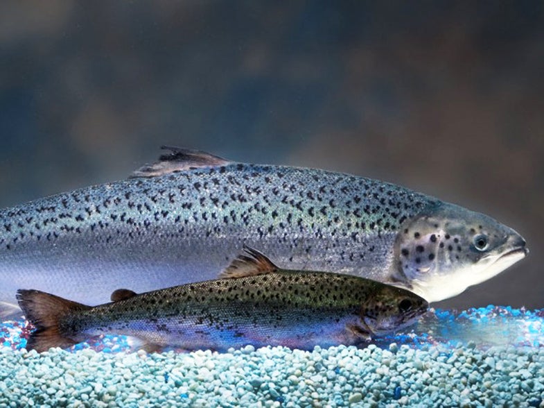 FDA Approves Genetically Modified Salmon; Costco and Target Refuse to Carry It