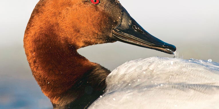 A Basic Guide to Hunting Canvasback Ducks
