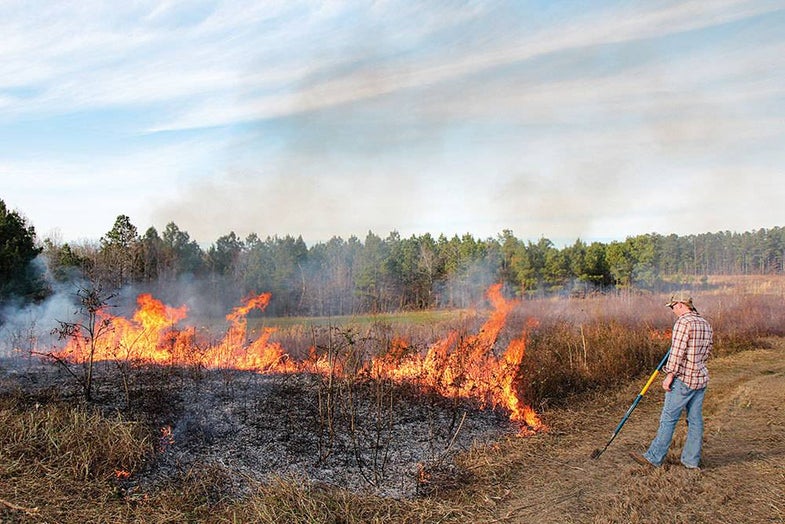 controlled fire burning for turkey hunting