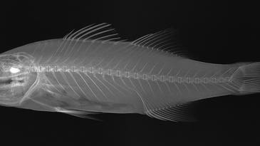 X-Ray Fish Photos: 41 Incredible Shots From the Smithsonian Institute