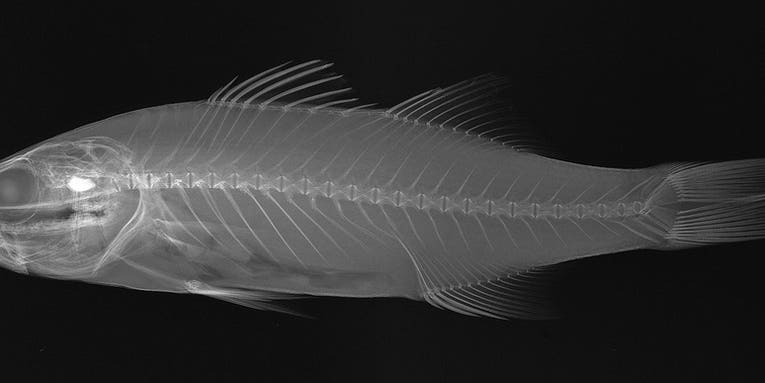 X-Ray Fish Photos: 41 Incredible Shots From the Smithsonian Institute