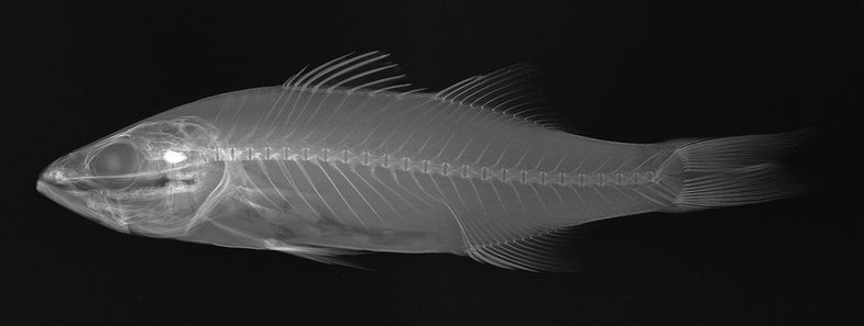 Thanks to the Smithsonian Institute, you can see exactly what's going on inside a fish. The institute has compiled an archive of x-rays on striped bass, winghead sharks, sawfish, triggerfish and much much more. See the 41 best photos in this gallery. Pictured: Striped Bass or Morone saxatilis - credit Sandra J. Raredon, Division of Fishes, NMNH
