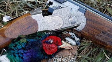 beretta silver pigeon iii with a pheasant and quail