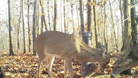 South Rut Report: Get Ready for the ‘Fawn Rut’