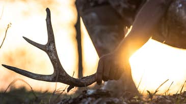 Shed Hunting: An Expert Guide to Finding More Antlers This Spring