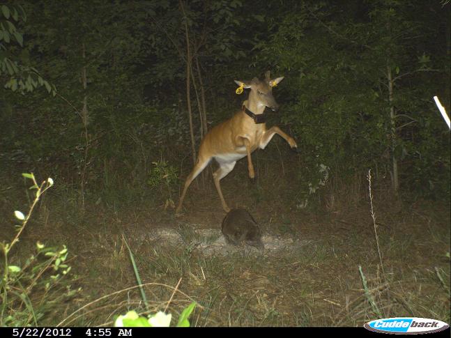 This bandit raccoon corn thief doesn't stand a chance against super deer! This deer is part of a study being conducted by the UGA Deer Lab evaluating the effectiveness of a new fence design as mitigating deer-vehicle collisions. For more information on this deer study and others visit: www.ugadeerresearch.org/