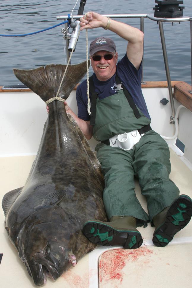 This was my largest halibut caught during my stay at the Tanaku Lodge in Elfin Cove, Alaska (65 mi. West of Juneau). The fish weighed 155 lbs. It was "only" the 3rd largest barndoor captured during the week of my stay. Others weighed 158 and 240 lbs. respectively. What an Anglers' Paradise! Oh yeah, and the salmon fishing wasn't bad either.