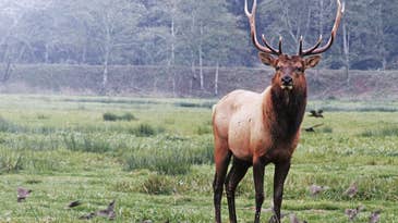 Bull Elk Blamed for Killing Horse, Sparks Debate Among Ranchers