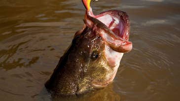 Why Crankbaits are the Best Lure for Fall Largemouth Bass