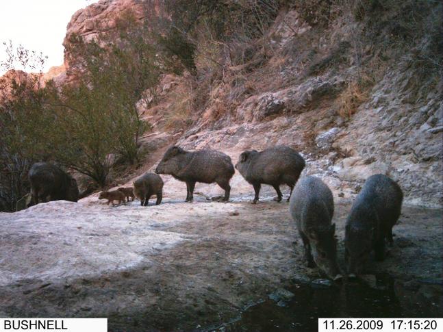 I FOUND THIS WATER HOLE WAY UP IN THE AZ. CLIFFS WHERE THE DESERT BIGHORN SHEEP ROAM, BUT I GUESS THIS JAVELINA FAMILY KNOWS ABOUT IT TO.