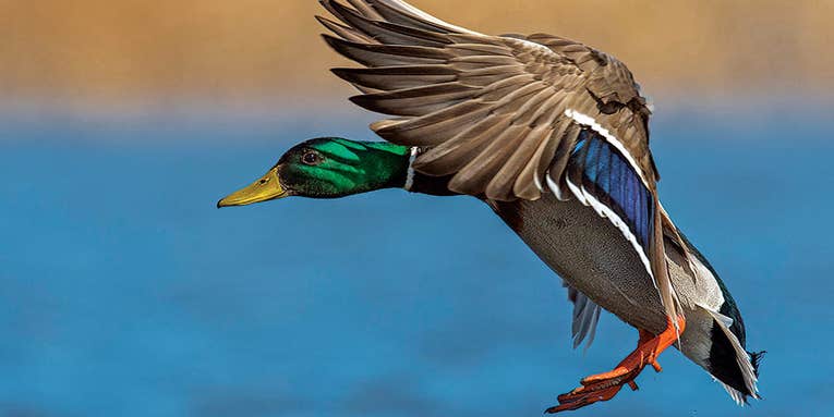 8 Fool-Proof Ways to Pull Ducks and Geese in Closer