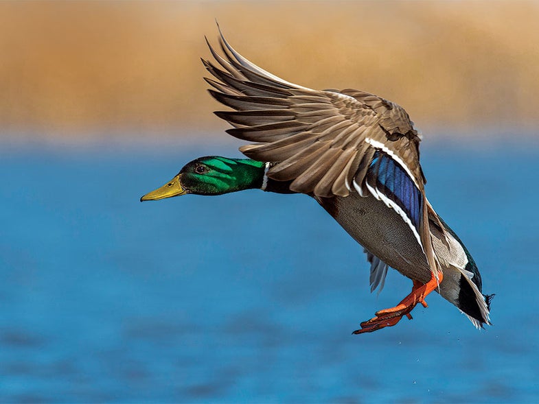 green headed mallard duck in flight