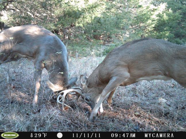 Two young scrappers going at it with the look of determination in their eyes. Gotta love the rut! even the young ones get fired up!
