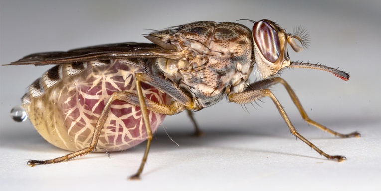 Tsetse Fly: The Worst Bug in the World