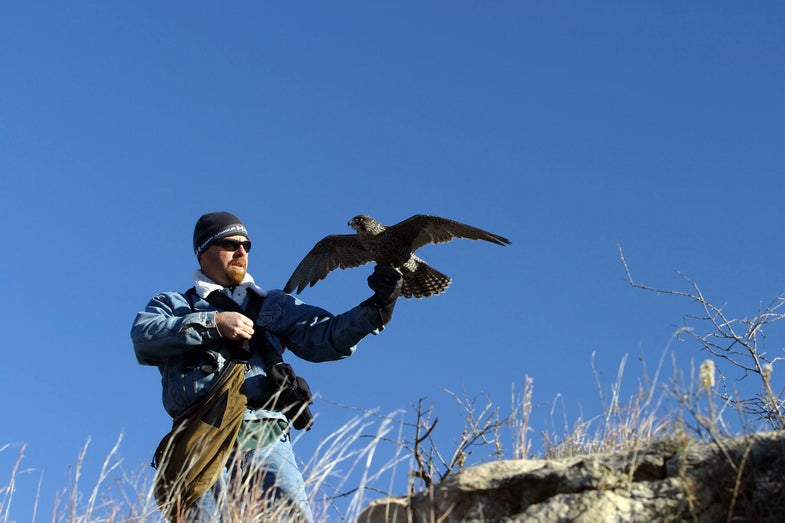 The bird must then be "manned" which is the process of taming the bird and making it feel comfortable in your presence. The result of all this work is a trust bond between handler and bird, and a mutually beneficial relationship.