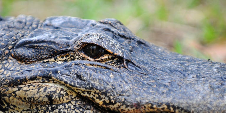 Burglar Killed by Alligator While Hiding From Police in Lake