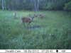 deer caught on trail camera