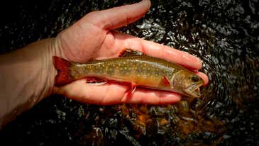 EPA Study: There Will Be No Trout East of the Mississippi in 90 years