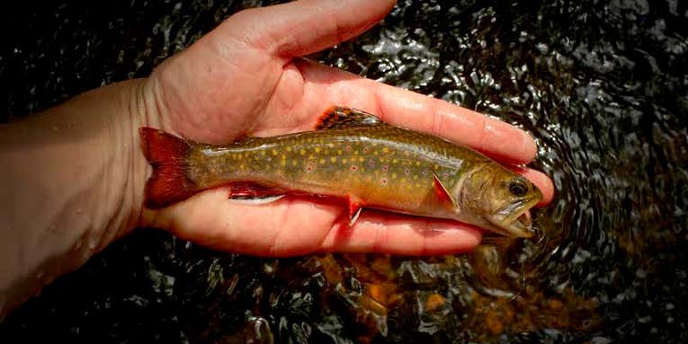 EPA Study: There Will Be No Trout East of the Mississippi in 90 years