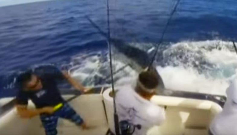 Video: Marlin Nearly Impales Australian Angler