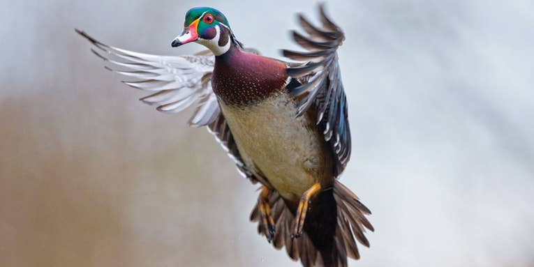 Wood Ducks: Easy on the Eyes, Challenging on the Wing