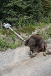 Avoid a grizzly bear charge