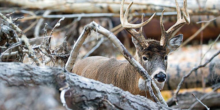How to Hunt Big Bucks in Extreme Weather