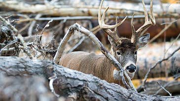 How to Hunt Big Bucks in Extreme Weather