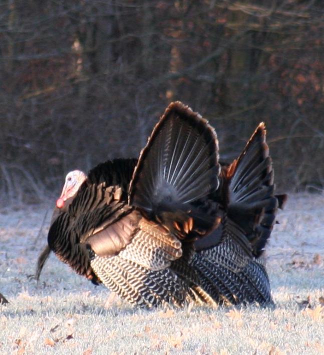 I have a wooded area and two fields joining my property. Almost every morning I have Turkeys come into my backyard. There are three toms and several hens. Usually, toms strut and fan their tails in spring, however, this photo was taken December 12th, 2011. They have been putting on a showy display since Thanksgiving.