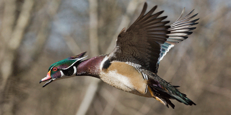 How to Hunt the Wood Duck Magic Hour