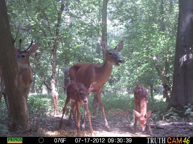 This doe will not allow other bucks to get near her fawns. For some strange reason, she will let the spike buck to get close. Maybe, he was her fawn last year.