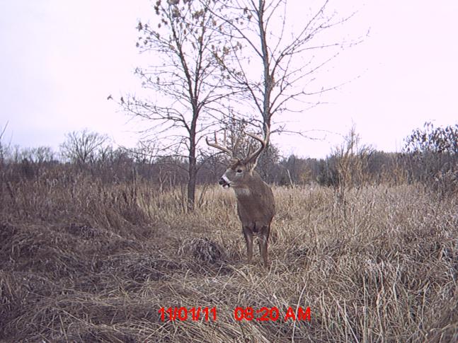 I have been seeing this buck for 3 years and this is the first time I got him on the camera....maybe this is the year!!
