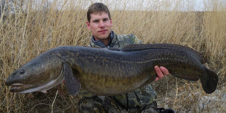 New All-Tackle World Record Burbot Caught in Lake Diefenbaker, Saskatchewan