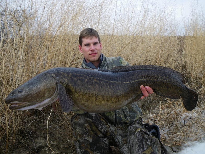 On the morning of Saturday, March 27, 2010, Sean Konrad pulled a 25.2 pound burbot from the waters of Lake Diefenbaker in Saskatchewan, Canada. Pending certification, the fish, a freshwater cod (<em>Lota lota</em>), will be recognized by both the International Game Fish Association and the National Freshwater Fishing Hall of Fame as the new all-tackle world record for the species.