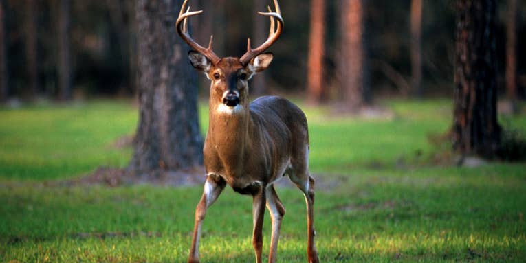 The Perfect Time and Tactic To Tag a Pre-Rut Buck
