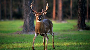 The Perfect Time and Tactic To Tag a Pre-Rut Buck