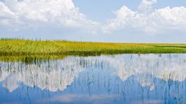 A Catastrophe in the Everglades, and How to Fix It