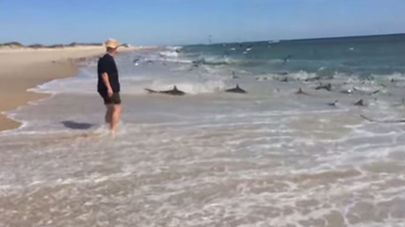 Video: Shark Feeding Frenzy Dangerously Close to Shore