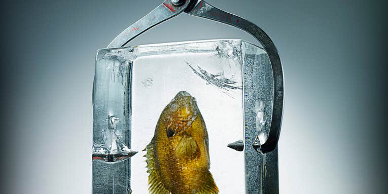 How To Freeze Your Fish In A Block Of Ice