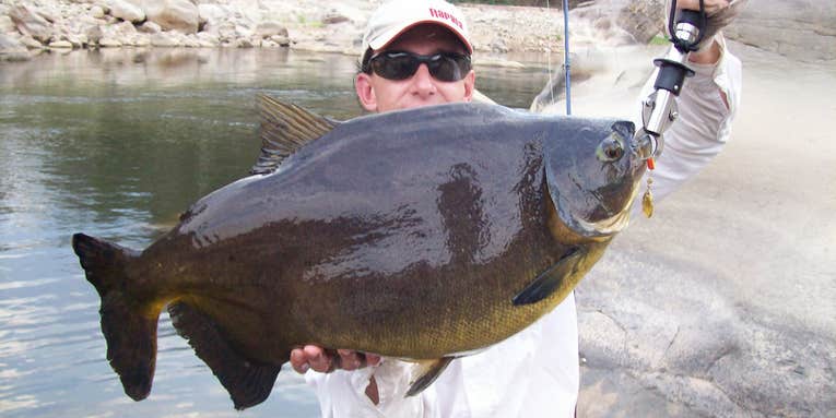 New World-Record Fish from the IGFA