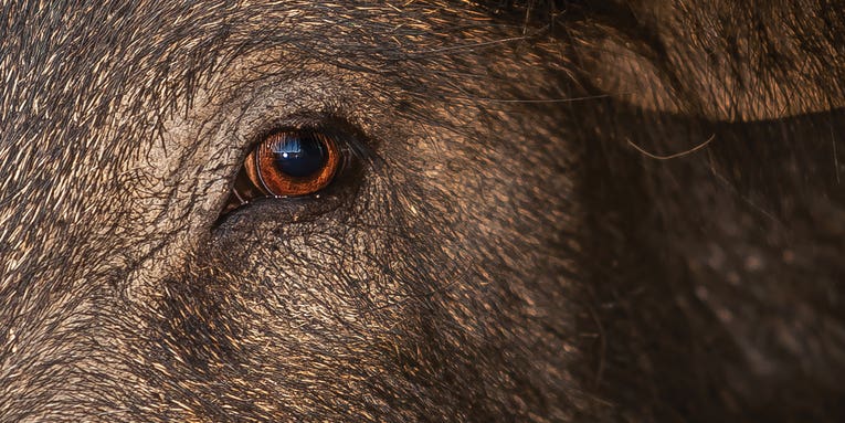The Pig Report: What Role Do Hunters Play in the Fight Against Feral Swine?