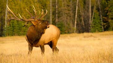Get Into Elk Hunting Shape: Phase 2