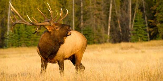 Get Into Elk Hunting Shape: Phase 2