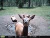 Elk are so curious, especially the yearlings. It is not uncommon to have several pictures similar to this one.