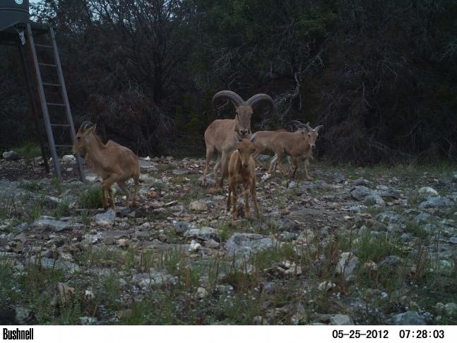 A family of free range Auodad pose for my Bushnell Rocksprings, Tx