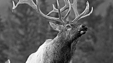Six Elk Guides Share Their Big Bull Secrets